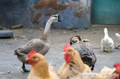 黄鼬来了..