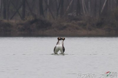 《春潮（情感治愈小说，看完就想恋爱！全新未删节插图珍藏版，译