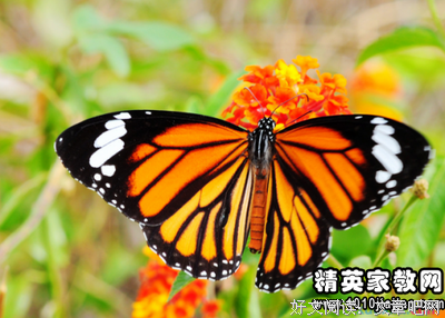 《画见》读后感100字