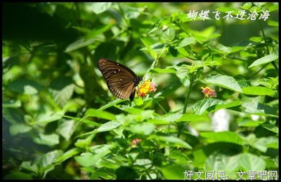 蝴蝶飞不过沧海优美的句子