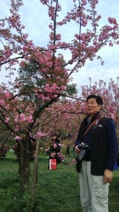 樱花漫漫随风逝