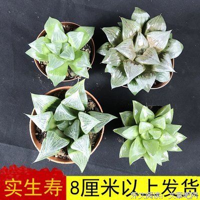 15条关于地家实生的经典语句