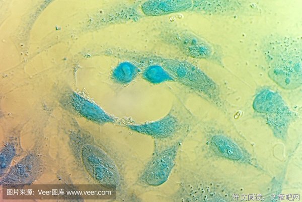 《永生的海拉》读后感锦集