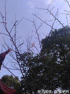 花自说作来香。经典的句子