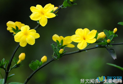 小小的爱句子大全
