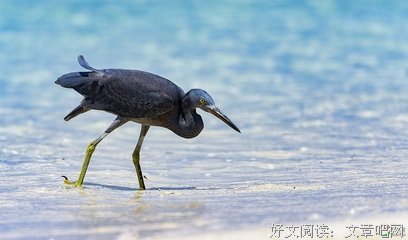 有关海滩拾贝的句子