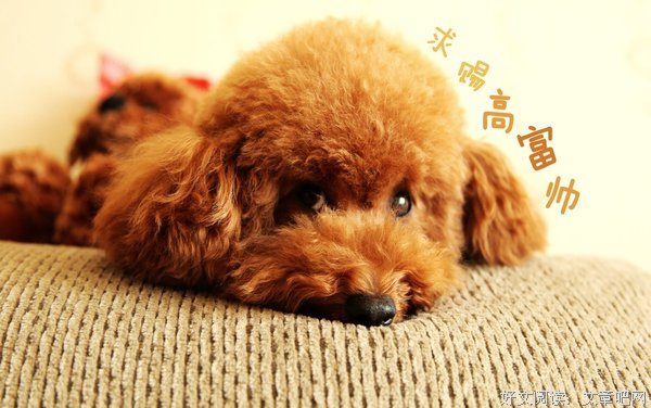 犬的记忆经典读后感有感