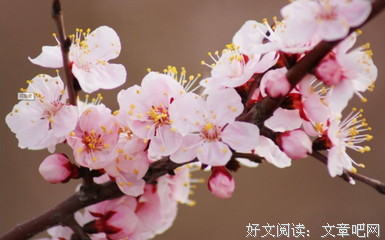 对花对酒，落梅成愁经典名句