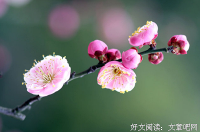 思绪的优美句子