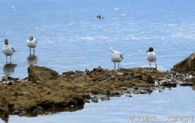 矢志不渝。的优美句子