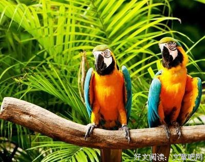 有关卿大的美文美句摘抄