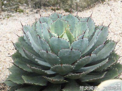 有关花开花落的句子