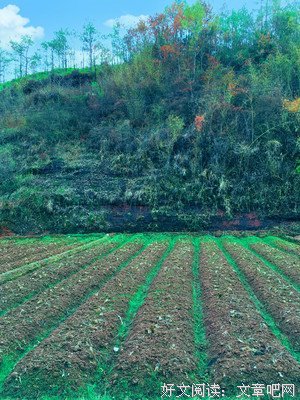 阳光彼岸句子大全