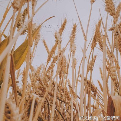 麦子黄了，麦客不会回来了读后感100字