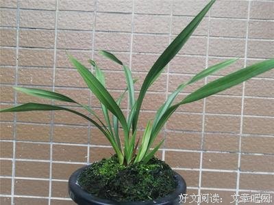 素心集经典名句