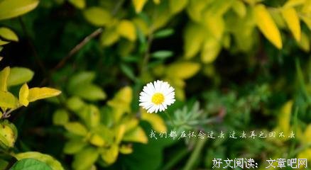 关于夏主天的唯美语录