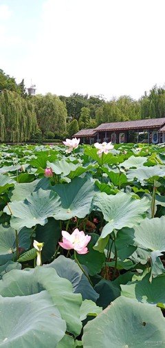夏心的名言_关于夏心的名言