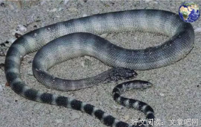 光有自信的乌龟