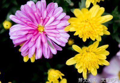 篱菊的句子
