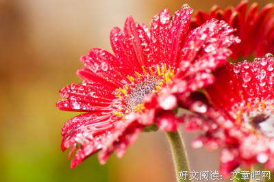 张爱玲语录
