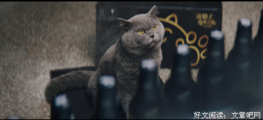 关于夜猫子的名句摘抄