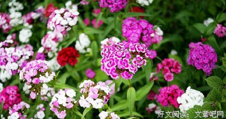 《印迹》的句子
