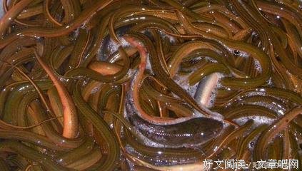 一周怪谈集锦245期：我养的鳝鱼，成精了？