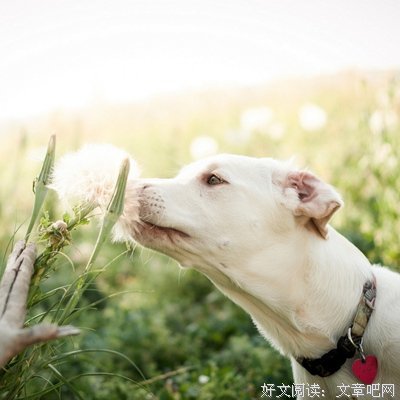 亮剑经典读后感有感