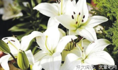 有关百合大法的句子