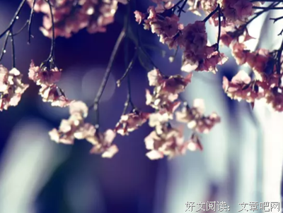 读者的优美句子