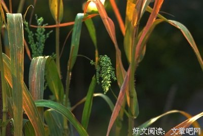 最后的尊严