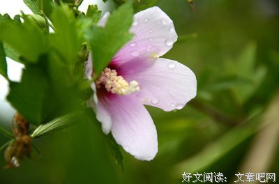 文案，总是满怀梦想