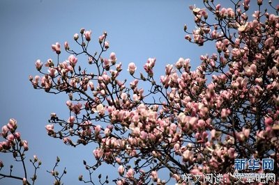 芳菲三月，如诗如歌（太美了！）