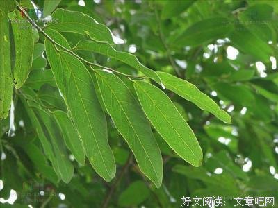 大风子的名言_关于大风子的名言