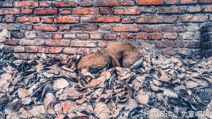 有关勿念的句子