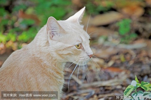深巷古猫优美的句子