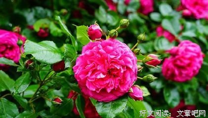 余生很长，别慌张，别失望读后感摘抄