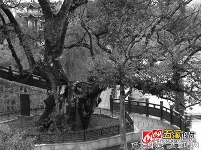 《骗局之王》读后感精选
