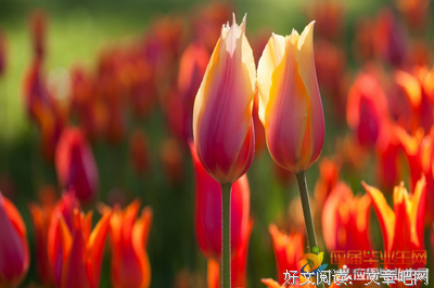 关于天学十的名句摘抄