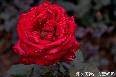 X侵事件：“我在左乳，雕了一朵玫瑰花”