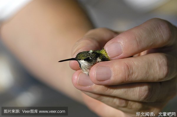 《双鸟渡》读后感锦集