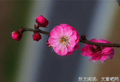 欢喜的句子