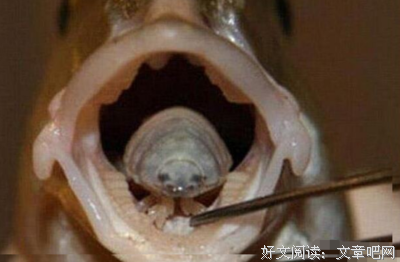 《寄生虫》里最细思恐极的一幕，也是水浒里武松的遭遇