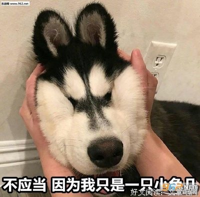 《他们都看见了一只猫》读后感摘抄