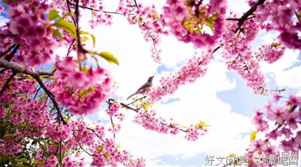 物么生物么第将便了你得过桃花优美的句子