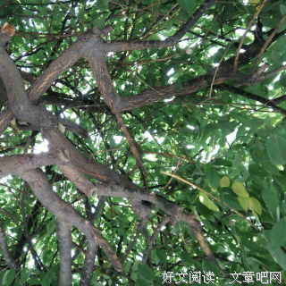 荔枝的句子