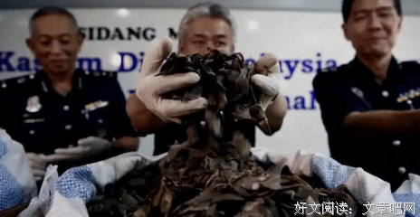 《穿山甲：被捕杀最多的动物》影评精选
