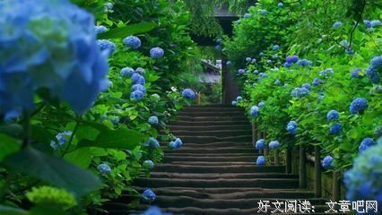 紫阳花日记读后感1000字