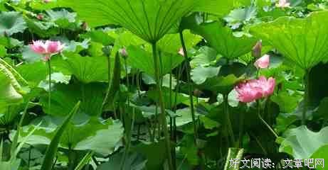 关于严非的句子