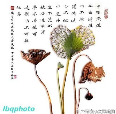 有关毫不留情的美文美句摘抄